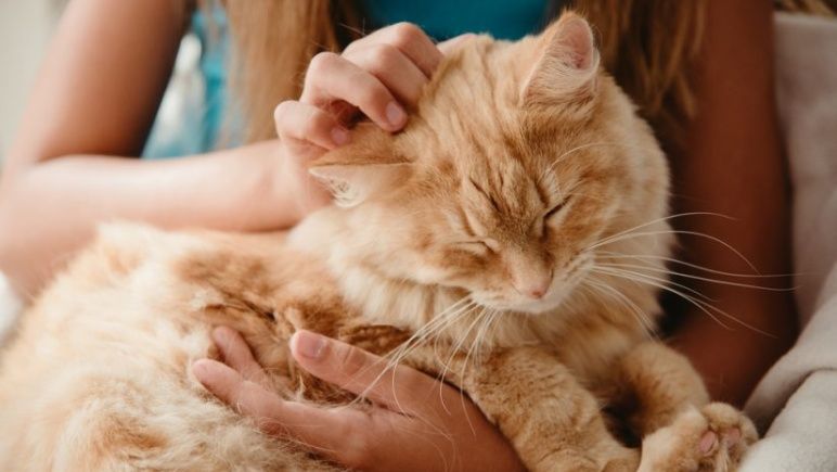 Cómo acariciar a un gato, según la ciencia